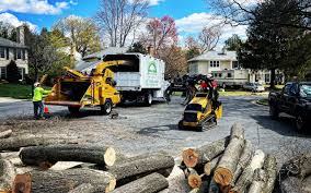 How Our Tree Care Process Works  in Rochester, PA